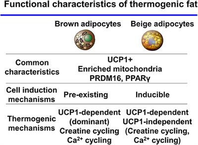 UCP1 Dependent and Independent Thermogenesis in Brown and Beige Adipocytes